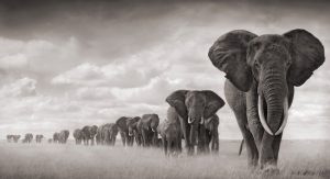 Elephants