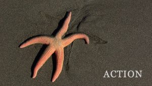 Starfish