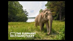 Elephant Sanctuary