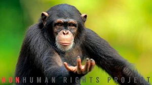 Nonhuman Rights Project